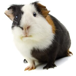 Guinea pig isolated on white