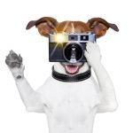 Photographing your pets