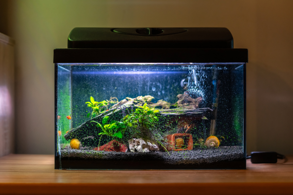 Top Tips for Aquarium and Pond Care Through the Summer Months