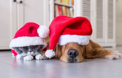 Sharing is Caring… or is it? Healthy treats to share with your pet at Christmas