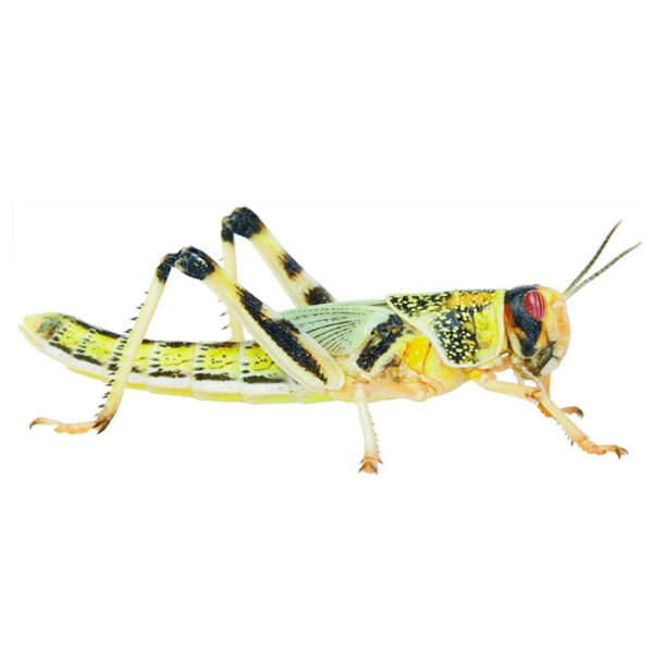 Live Locust Hoppers Medium 12-20mm Tub