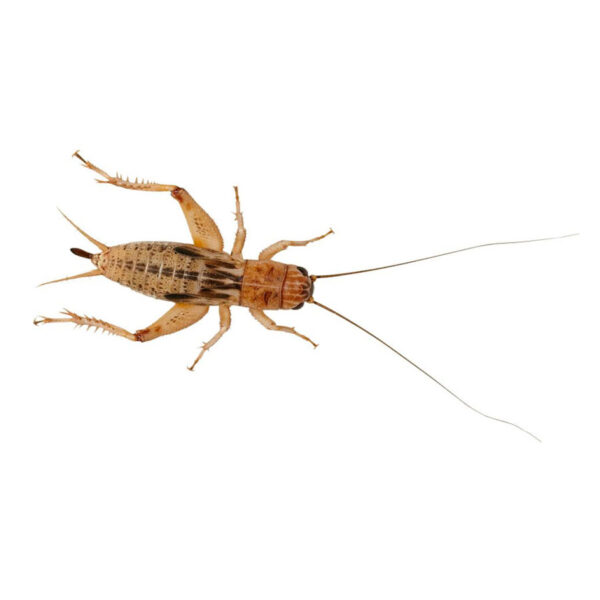 Silent Crickets Small 4-5mm Tub