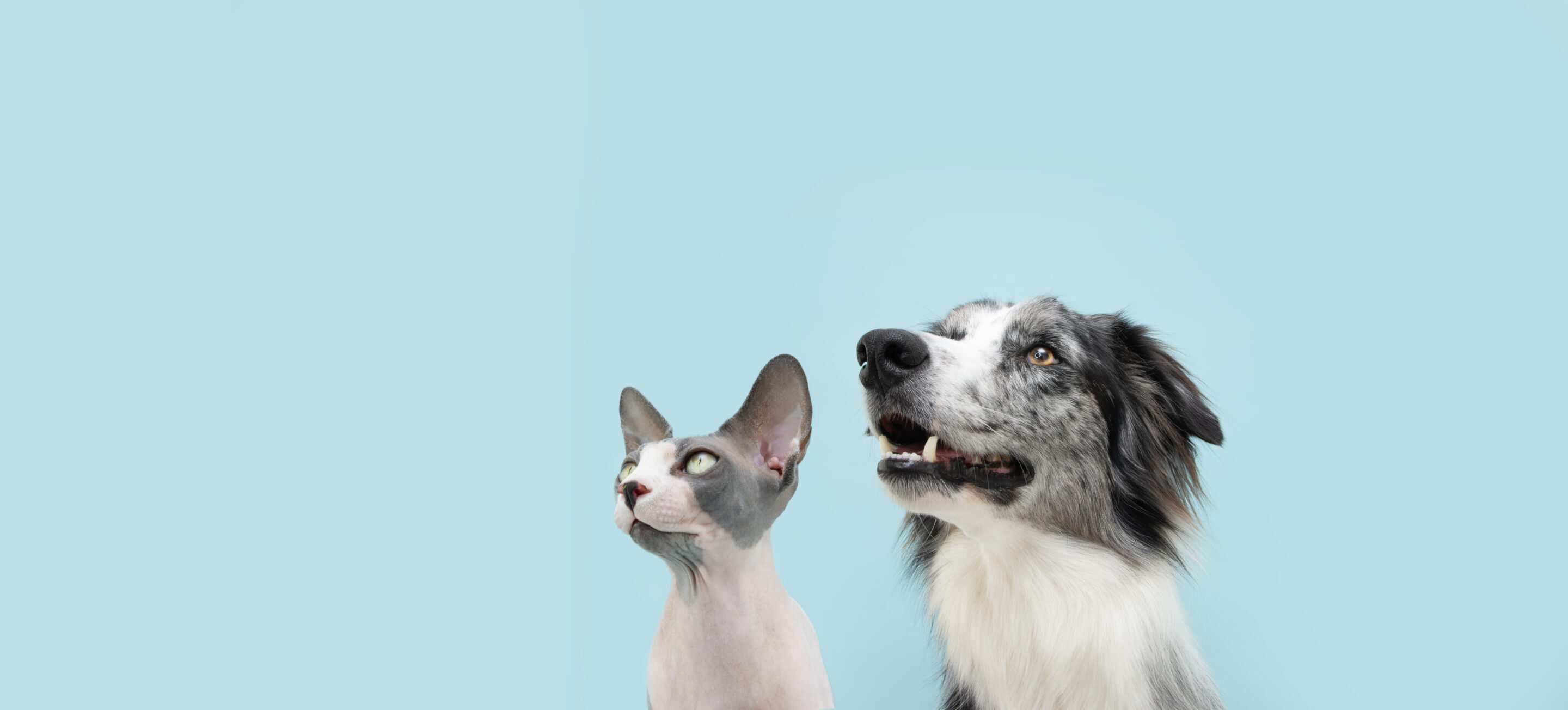 Beyond the Fur: Why Your Pet’s Teeth Deserve Attention Too